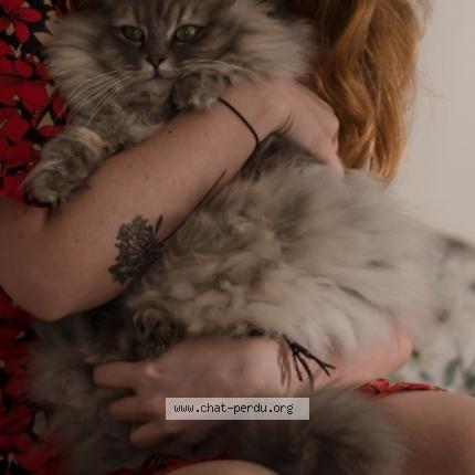 Poilu chatte tubes