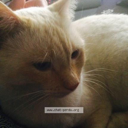 Photo 1/1 Tago Chat perdu à Mantes la jolie