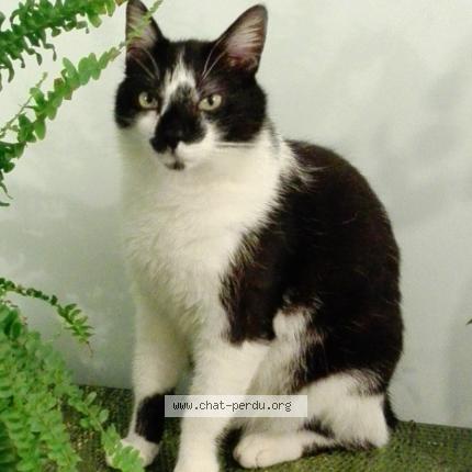 Photo 1/1 FELIX Chat perdu à Paris