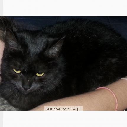 odeur de chatte noire
