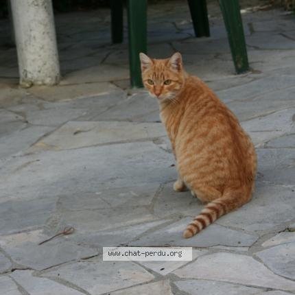 Calin Chat Perdu A Pau Chat Perdu France