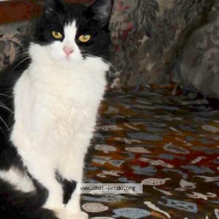 426615 Voyou Chat Perdu à Vence Chat Perdu France