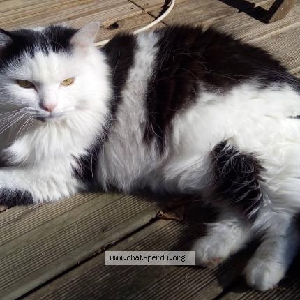 Kilo Chat Perdu A Toulouse Chat Perdu France Kilo Chat Perdu A Toulouse Chat Perdu France
