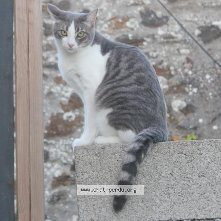 Photo 1/1 Gustave Chat perdu à Hanvec