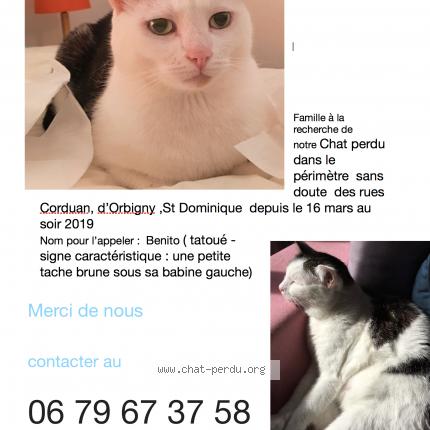 Benito Chat Perdu Et Retrouve A La Rochelle Chat Perdu France