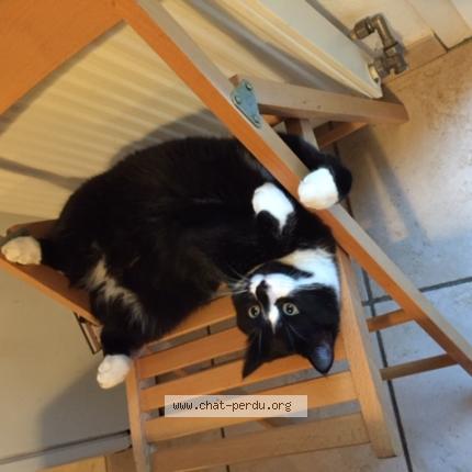 Photo 1/1 Figaro Chat perdu à Champagne au montr d or