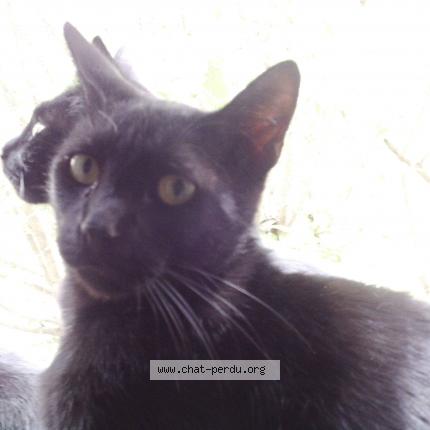 Photo 1/1 Jack Chat perdu à Paris