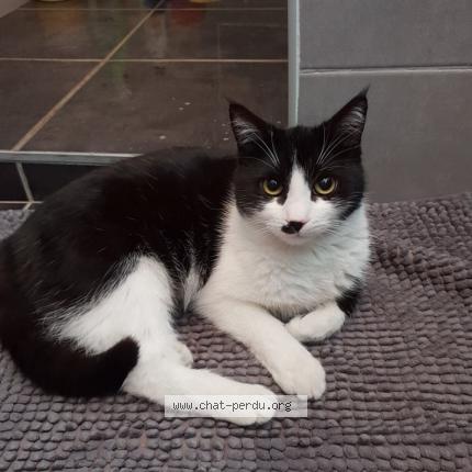 Photo 1/1 OLBIA Chat perdu à Domarin