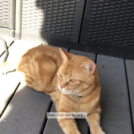 Manou Chat Perdu A Vaulx En Velin Chat Perdu France