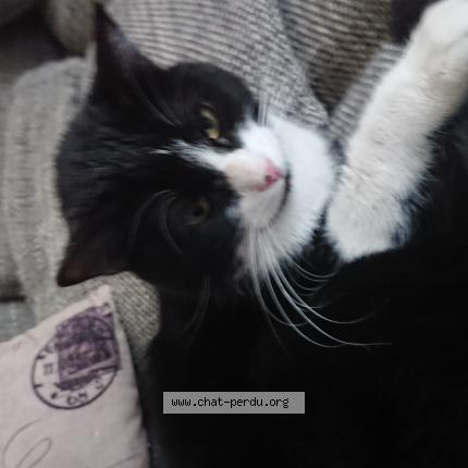 434182 Chat Trouvé à Strasbourg Chat Perdu France
