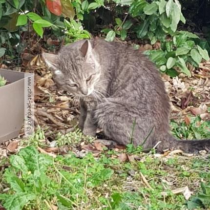 4347 Chat Trouve A Toulouse Chat Perdu France 4347 Chat Trouve A Toulouse Chat Perdu France