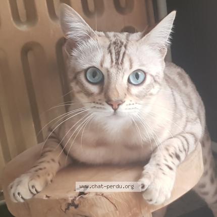 435384 Osiris Chat Perdu à La Bouverie Chat Perdu Belgique