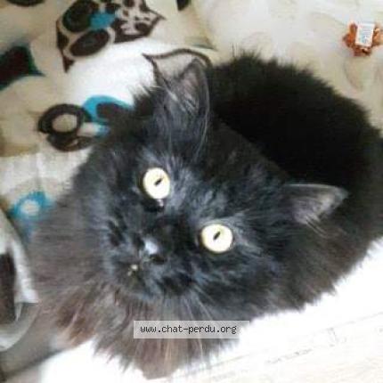 Photo 1/1 Black Moon Chat perdu à Rennes