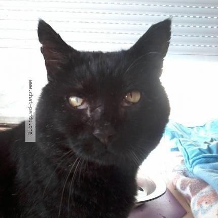 Noiro Chat Perdu A Lambesc Chat Perdu France Noiro Chat Perdu A Lambesc Chat Perdu France