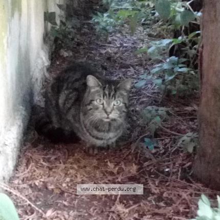 répandre cette chatte noire
