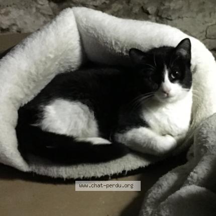 Photo 1/1 Domino Chat perdu à Belfort du quercy