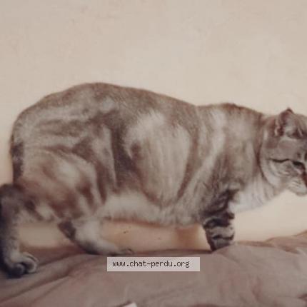 Photo 1/1 Mina Chat perdu à Saint medard en jalles