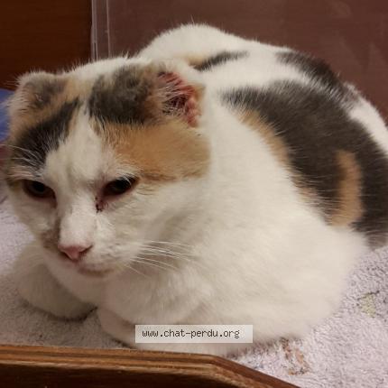 Bianca Puce D Identification Chat Perdu Et Retrouve A Tournefeuille Chat Perdu France Bianca Puce D Identification Chat Perdu Et Retrouve A Tournefeuille Chat Perdu France