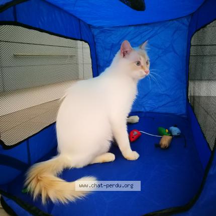 Photo 1/1 OSLO Chat perdu à Laplume