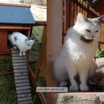 Photo 1/1 Shadow Chat perdu à Notre dame de riez