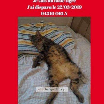 Leo Chat Perdu A Orly Chat Perdu France Leo Chat Perdu A Orly Chat Perdu France