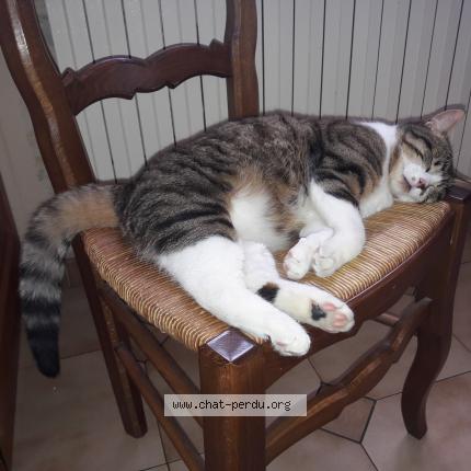 Canaillou Chat Perdu Et Retrouve A Moirans En Montagne Chat Perdu France
