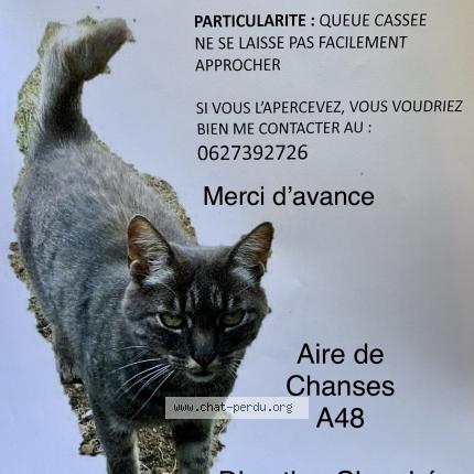 Griyee Chat Perdu Et Retrouve A Chat Perdu France Griyee Chat Perdu Et Retrouve A Chat Perdu France