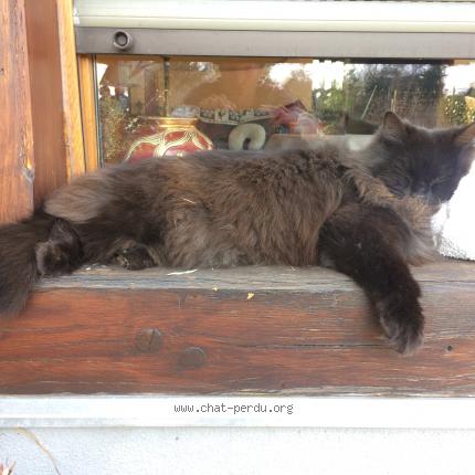 Photo 1/1 Elya Chat perdu à Kintzheim