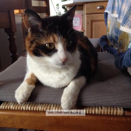 Photo 1/1 Galia Chat perdu à Boulogne la grasse