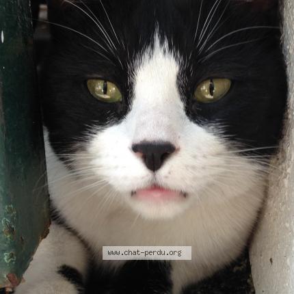 444784 Minou Chat Perdu Et Retrouvé à Marseille Chat Perdu