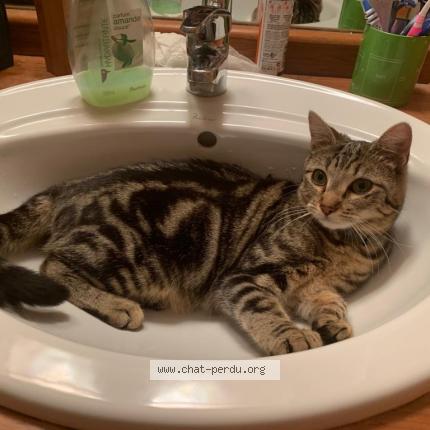 Photo 1/1 Orphée Chat perdu à Savigny le temple