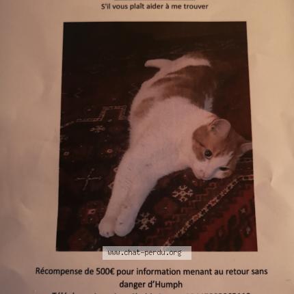 445598 Humph Chat Perdu A Saran Orleans Chat Perdu France