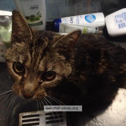 Chat Trouve Et Rendu A Lagny Sur Marne Chat Perdu France