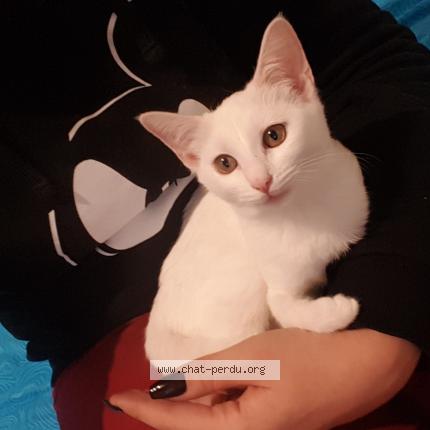 Photo 1/1 Shamallow Chat perdu à Toulon