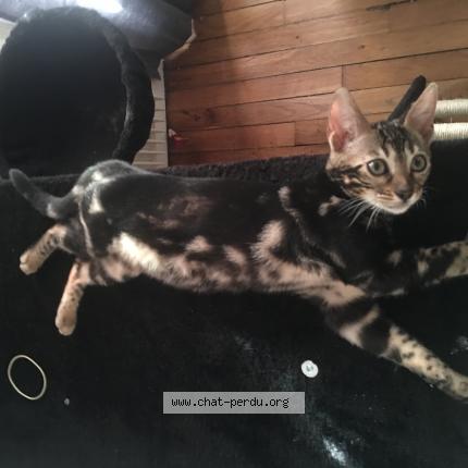 445996 Maya Chat Perdu à Paris Chat Perdu France