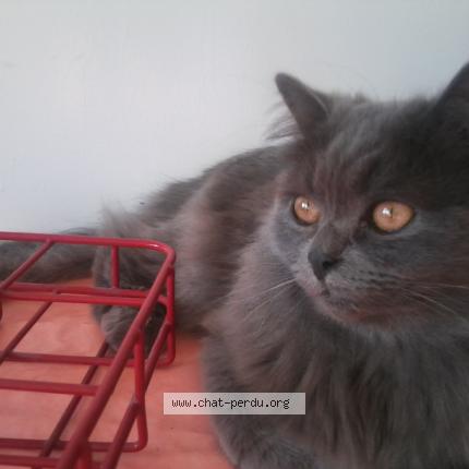 Felix Chat Perdu Et Retrouve A Cinq Mars La Pile Chat Perdu France Felix Chat Perdu Et Retrouve A Cinq Mars La Pile Chat Perdu France