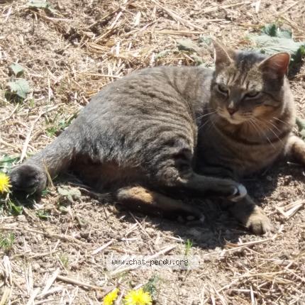 Queue Coupee Chat Perdu Et Retrouve A Genas Chat Perdu France Queue Coupee Chat Perdu Et Retrouve A Genas Chat Perdu France