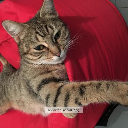 Photo 1/1 Régine Chat perdu à Chateau gontier