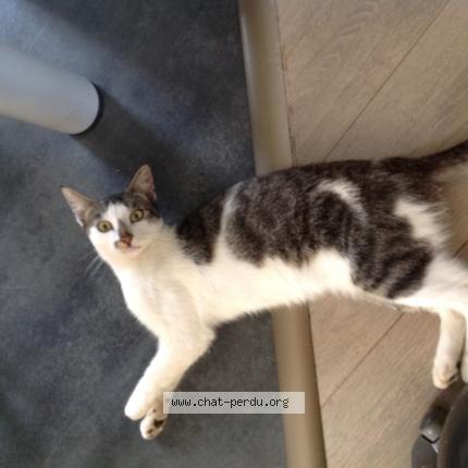 Photo 1/1 FLAUBERT Chat perdu à Saint congard