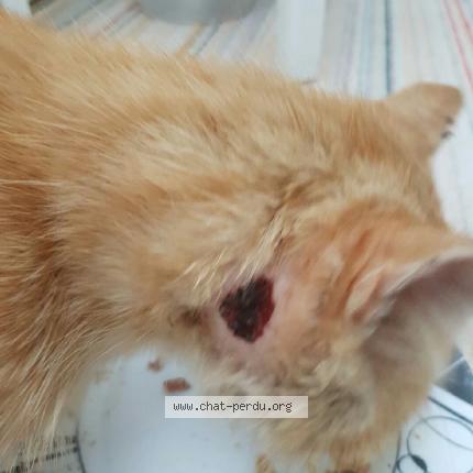 4494 Chat Trouve A Deuil La Barre Chat Perdu France 4494 Chat Trouve A Deuil La Barre Chat Perdu France