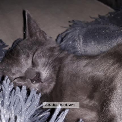 Photo 1/1 Oscar Chat perdu à Breviandes