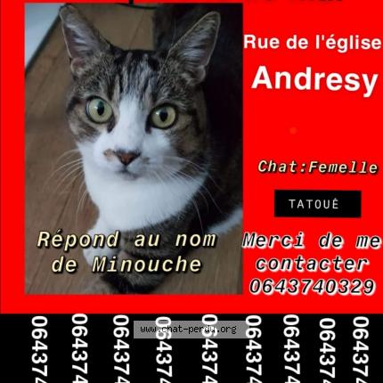 Minouche Chat Perdu A Andresy Chat Perdu France Minouche Chat Perdu A Andresy Chat Perdu France