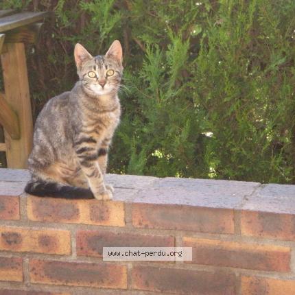 Lilou Chat Perdu Et Retrouve A Itteville Chat Perdu France