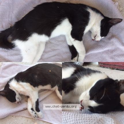 362069 Chat Trouve A Claix Chat Perdu France