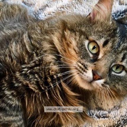 449228 Victor Chat Perdu A Neuf Marche Chat Perdu France