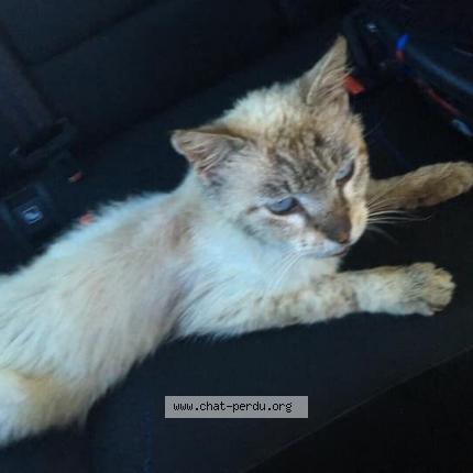 4506 Chat Trouve A Avignon Chat Perdu France