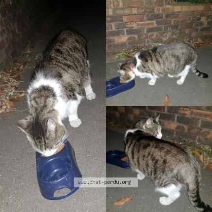 Chat Trouve A Villejuif Chat Perdu France