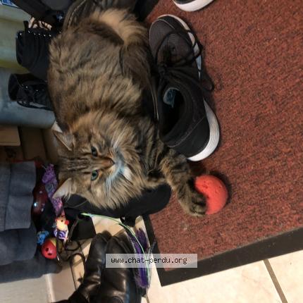 Panda Chat Perdu Et Retrouve A Sennecey Les Dijon Chat Perdu France Panda Chat Perdu Et Retrouve A Sennecey Les Dijon Chat Perdu France