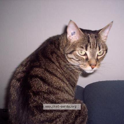 Photo 1/1 Felix Chat perdu à Periers