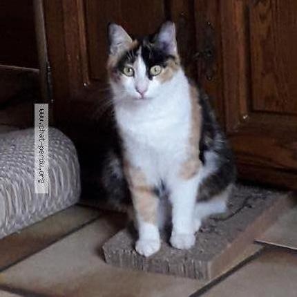 Photo 1/1 Lily Chat perdu à Aiguillon